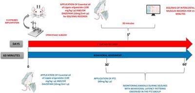 Lippia origanoides essential oil possesses anticonvulsant effect in pentylenetetrazol-induced seizures in rats: a behavioral, electroencephalographic, and electromyographic study